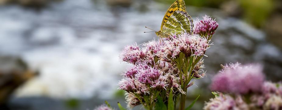 butterfly-4816824_1920.jpg